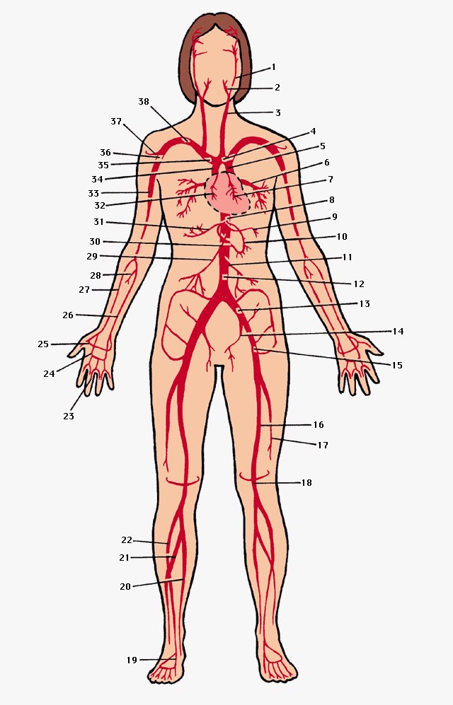 Артерия рисунок. Артериальная система человека анатомия. Артериальная система схема артерий. Схема артериальной и венозной системы человека. Артерии схема анатомия.